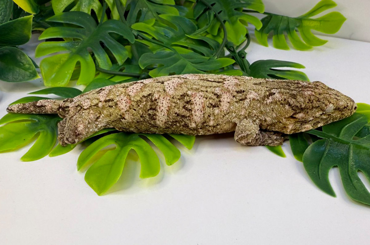Pink Leachie